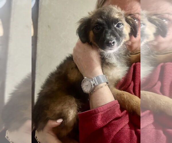 Medium Photo #4 Mutt Puppy For Sale in San Diego, CA, USA