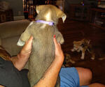 Small #1 American Pit Bull Terrier-Siberian Husky Mix