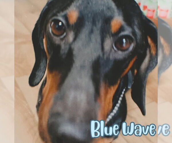 Medium Photo #5 Dachshund Puppy For Sale in San Antonio, TX, USA
