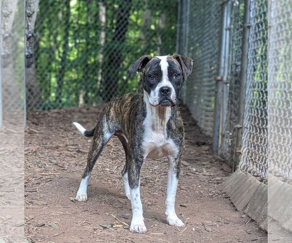 Medium Photo #1 Boxer-Unknown Mix Puppy For Sale in McCormick, SC, USA