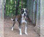 Small Boxer Mix