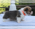 Small #9 Pembroke Welsh Corgi