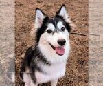 Small #7 Huskies  Mix
