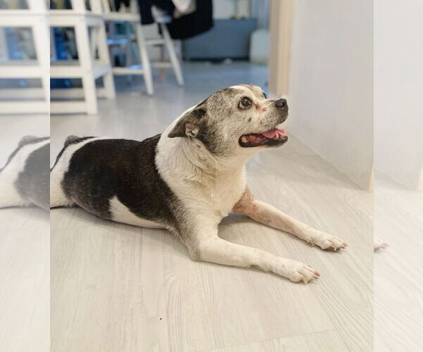 Medium Photo #2 Boston Terrier-Jack Russell Terrier Mix Puppy For Sale in Miami, FL, USA