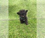 Small #4 Poodle (Toy)