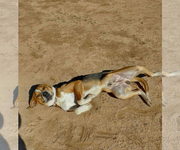 Medium Photo #3 English Foxhound Puppy For Sale in Apple Valley, CA, USA