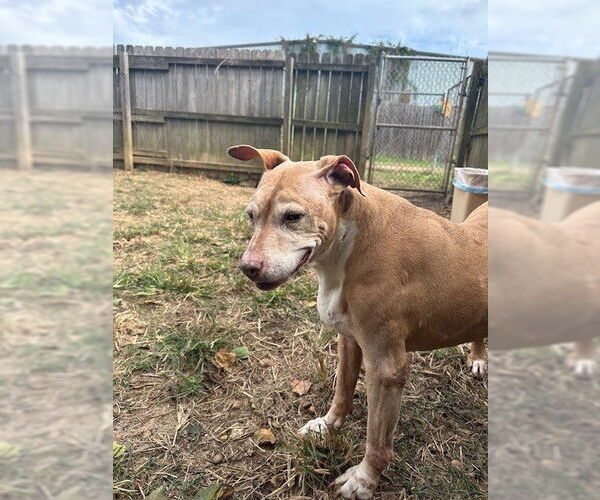 Medium Photo #1 American Pit Bull Terrier Puppy For Sale in Jackson, MS, USA