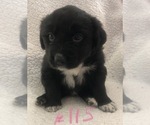 Small Photo #17 Australian Shepherd Puppy For Sale in SUNNYVALE, CA, USA