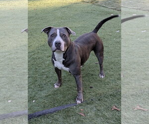Cheech - Male American Staffordshire Terrier-Unknown Mix Dog for Adoption - Photo #4