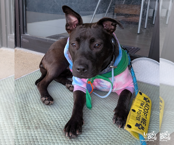 Medium Photo #6 Labrador Retriever-Retriever  Mix Puppy For Sale in Washington, DC, USA