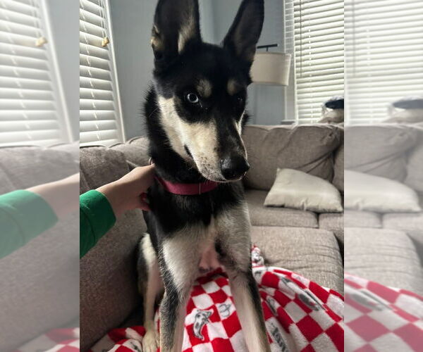 Medium Photo #4 Siberian Husky-Unknown Mix Puppy For Sale in Evansville, IN, USA
