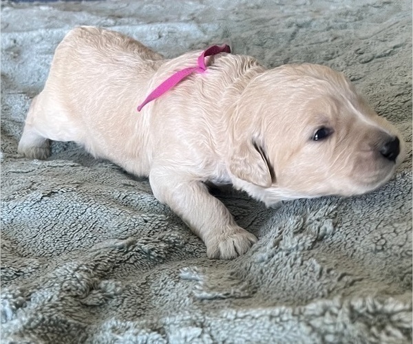Medium Photo #53 Goldendoodle Puppy For Sale in PHOENIX, AZ, USA