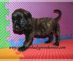Small #8 Mastiff