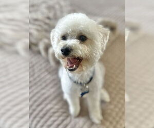 Bichon Frise-Unknown Mix Dogs for adoption in oakland, FL, USA