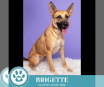 Small #8 German Shepherd Dog Mix