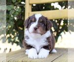 Small #2 Aussie-Poo