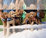 Small Photo #4 Goldendoodle Puppy For Sale in TIMBERLAKE, NC, USA