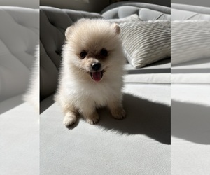 Pomeranian Puppy for Sale in BAKERSFIELD, California USA