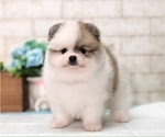 Small Photo #5 Pomeranian Puppy For Sale in MANHATTAN, NY, USA