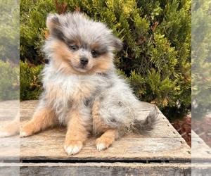 Pomeranian Puppy for sale in MIDDLEBURY, IN, USA