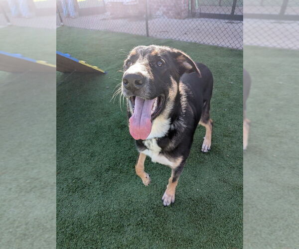 Medium Photo #2 Mutt Puppy For Sale in Vail, AZ, USA