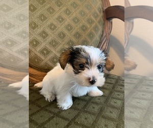 Yorkshire Terrier Puppy for sale in FORT WORTH, TX, USA