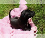 Small #3 American Staffordshire Terrier-Labrador Retriever Mix