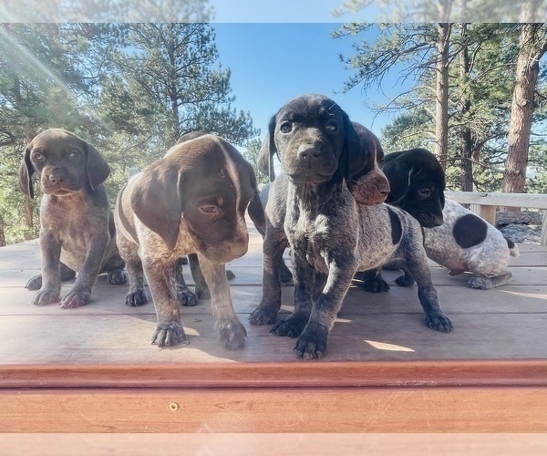 Medium Photo #20 German Shorthaired Pointer Puppy For Sale in FLORISSANT, CO, USA