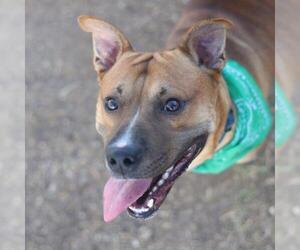 Staffordshire Bull Terrier-Unknown Mix Dogs for adoption in San Antonio, TX, USA