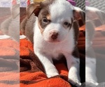 Puppy 4 Australian Shepherd-Boston Terrier Mix