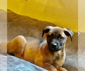 Black Mouth Cur-Labrador Retriever Mix Dogs for adoption in Hillsboro, MO, USA