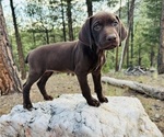 Image preview for Ad Listing. Nickname: Abby