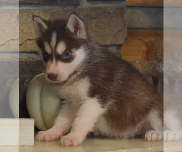 Medium Photo #3 Siberian Husky Puppy For Sale in SILEX, MO, USA