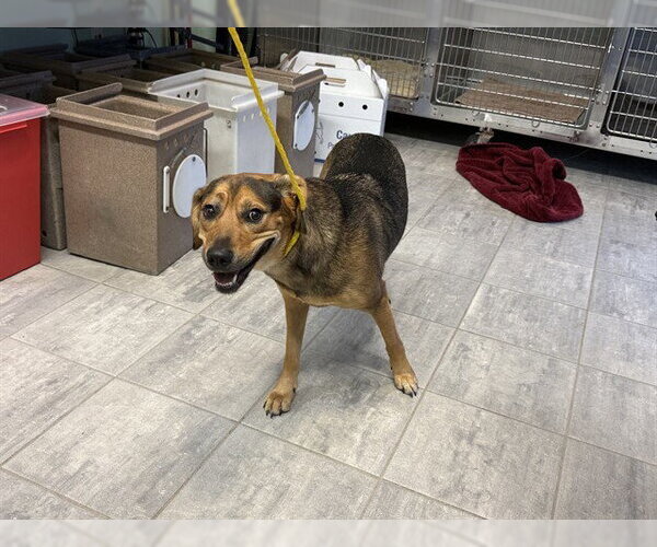 Medium Photo #1 German Shepherd Dog-Unknown Mix Puppy For Sale in Grand Prairie, TX, USA
