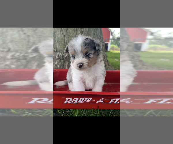 Medium Photo #1 Pomapoo (Toy) Puppy For Sale in NILES, MI, USA