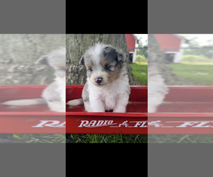 Pomapoo (Toy) Puppy for sale in NILES, MI, USA