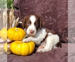 Puppy Ollie English Springer Spaniel