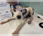 MINION - Male American Pit Bull Terrier-Unknown Mix Dog for Adoption - Small photo