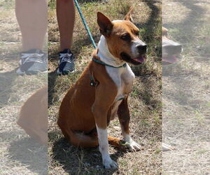Honey - Female Boxer-Unknown Mix Dog for Adoption - Photo #4