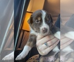 Puppy Joy Australian Shepherd