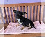 Small #2 Dachshund Mix