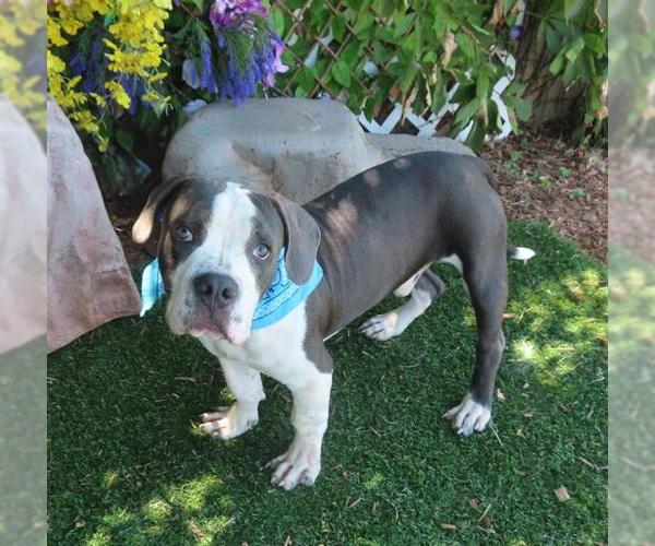 Medium Photo #1 American Bulldog-Unknown Mix Puppy For Sale in Oklahoma City, OK, USA