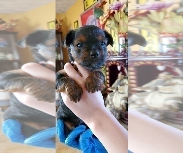 Medium Photo #1 Yorkshire Terrier Puppy For Sale in CLACKAMAS, OR, USA