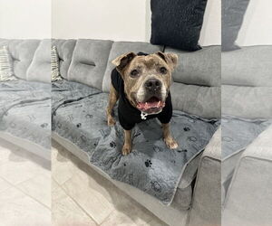 Rosie - Female American Staffordshire Terrier-Staffordshire Bull Terrier Mix Dog for Adoption - Photo #7
