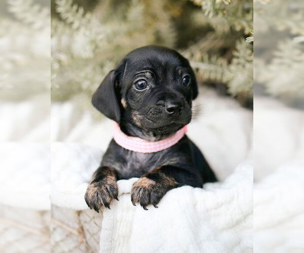 Medium Photo #5 Chi-Poo (Miniature) Puppy For Sale in Corona, CA, USA