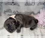 Small Photo #50 French Bulldog Puppy For Sale in MIMS, FL, USA