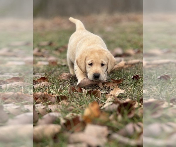 Medium Photo #10 Labrador Retriever Puppy For Sale in GLADSTONE, VA, USA