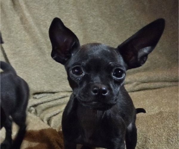 Medium Photo #4 Chug Puppy For Sale in HILLSDALE, MI, USA