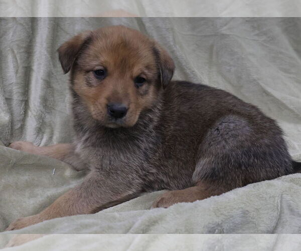 Medium Photo #4 Shepradors Puppy For Sale in Princeton, MN, USA