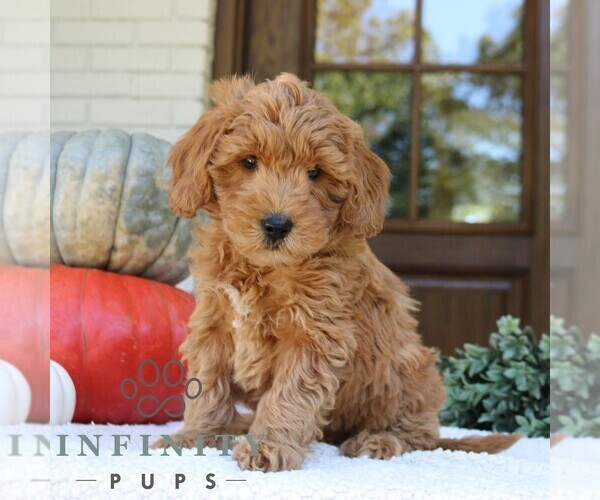 Medium Photo #3 Bernedoodle (Miniature) Puppy For Sale in NARVON, PA, USA